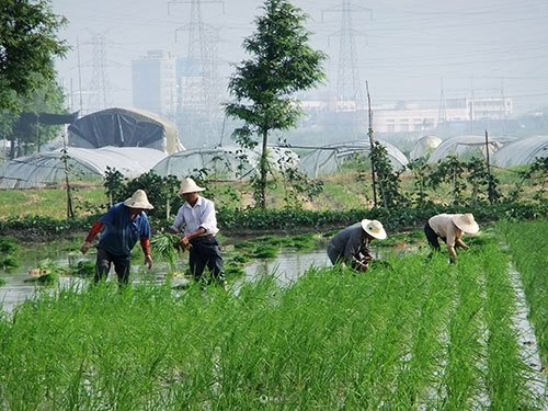 春季水稻如何种植？