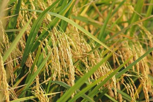 了解水稻的构造